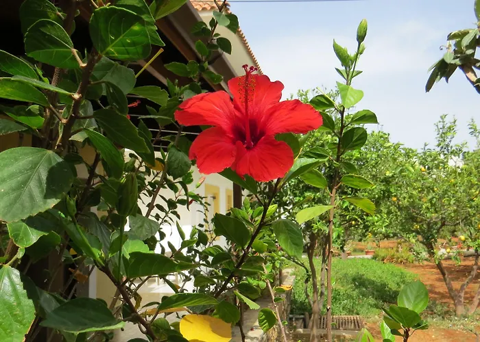 Medusa Aparthotel Hersonissos (Crete)